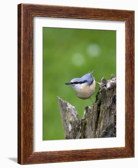 Eurasian Nuthatch (Sitta Europaea), Bielefeld, Germany-Thorsten Milse-Framed Photographic Print