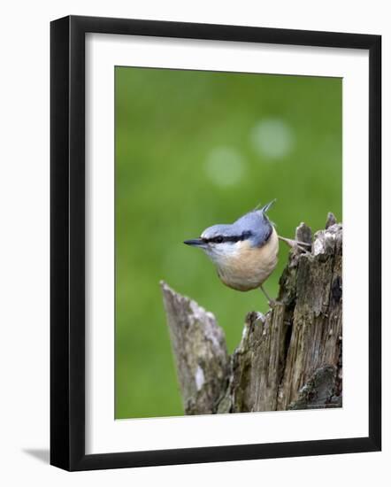 Eurasian Nuthatch (Sitta Europaea), Bielefeld, Germany-Thorsten Milse-Framed Photographic Print