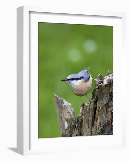 Eurasian Nuthatch (Sitta Europaea), Bielefeld, Germany-Thorsten Milse-Framed Photographic Print