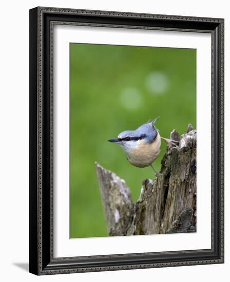 Eurasian Nuthatch (Sitta Europaea), Bielefeld, Germany-Thorsten Milse-Framed Photographic Print