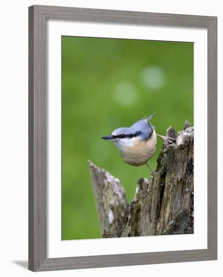 Eurasian Nuthatch (Sitta Europaea), Bielefeld, Germany-Thorsten Milse-Framed Photographic Print