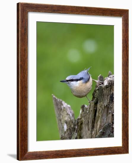 Eurasian Nuthatch (Sitta Europaea), Bielefeld, Germany-Thorsten Milse-Framed Photographic Print