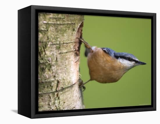 Eurasian Nuthatch, (Sitta Europaea), Bielefeld, Nordrhein Westfalen, Germany-Thorsten Milse-Framed Premier Image Canvas