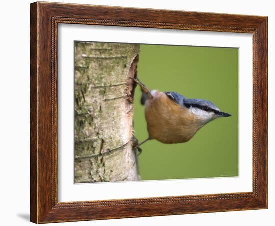 Eurasian Nuthatch, (Sitta Europaea), Bielefeld, Nordrhein Westfalen, Germany-Thorsten Milse-Framed Photographic Print