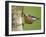 Eurasian Nuthatch, (Sitta Europaea), Bielefeld, Nordrhein Westfalen, Germany-Thorsten Milse-Framed Photographic Print