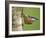 Eurasian Nuthatch, (Sitta Europaea), Bielefeld, Nordrhein Westfalen, Germany-Thorsten Milse-Framed Photographic Print