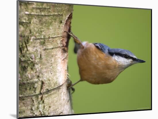 Eurasian Nuthatch, (Sitta Europaea), Bielefeld, Nordrhein Westfalen, Germany-Thorsten Milse-Mounted Photographic Print