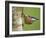 Eurasian Nuthatch, (Sitta Europaea), Bielefeld, Nordrhein Westfalen, Germany-Thorsten Milse-Framed Photographic Print