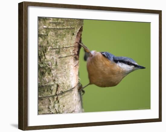 Eurasian Nuthatch, (Sitta Europaea), Bielefeld, Nordrhein Westfalen, Germany-Thorsten Milse-Framed Photographic Print