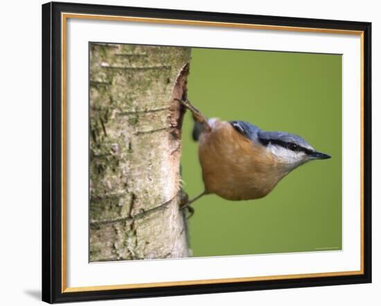 Eurasian Nuthatch, (Sitta Europaea), Bielefeld, Nordrhein Westfalen, Germany-Thorsten Milse-Framed Photographic Print