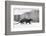 Eurasian otter walking over partly frozen lake, Finland-Jussi Murtosaari-Framed Photographic Print