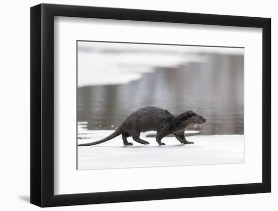 Eurasian otter walking over partly frozen lake, Finland-Jussi Murtosaari-Framed Photographic Print