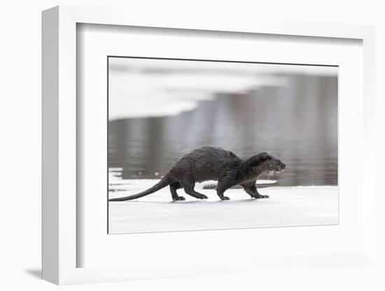 Eurasian otter walking over partly frozen lake, Finland-Jussi Murtosaari-Framed Photographic Print