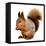 Eurasian Red Squirrel in Front of A White Background-nelik-Framed Premier Image Canvas
