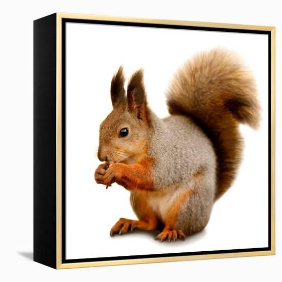 Eurasian Red Squirrel in Front of A White Background-nelik-Framed Premier Image Canvas