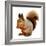 Eurasian Red Squirrel in Front of A White Background-nelik-Framed Photographic Print