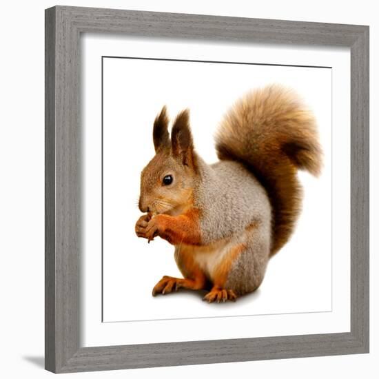 Eurasian Red Squirrel in Front of A White Background-nelik-Framed Photographic Print