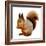 Eurasian Red Squirrel in Front of A White Background-nelik-Framed Photographic Print