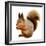 Eurasian Red Squirrel in Front of A White Background-nelik-Framed Photographic Print