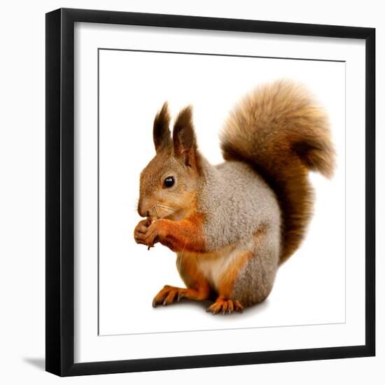 Eurasian Red Squirrel in Front of A White Background-nelik-Framed Photographic Print