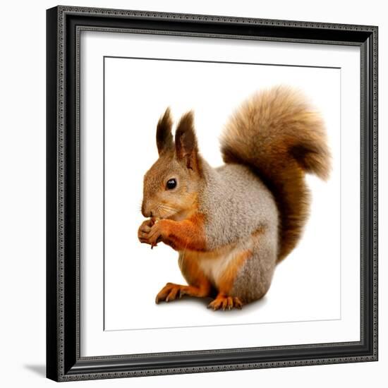 Eurasian Red Squirrel in Front of A White Background-nelik-Framed Photographic Print