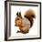 Eurasian Red Squirrel in Front of A White Background-nelik-Framed Photographic Print