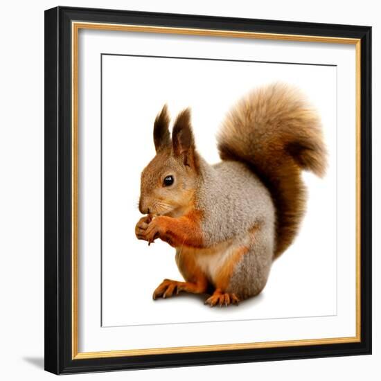 Eurasian Red Squirrel in Front of A White Background-nelik-Framed Photographic Print