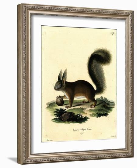 Eurasian Red Squirrel-null-Framed Giclee Print