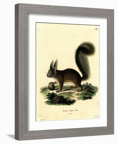 Eurasian Red Squirrel-null-Framed Giclee Print