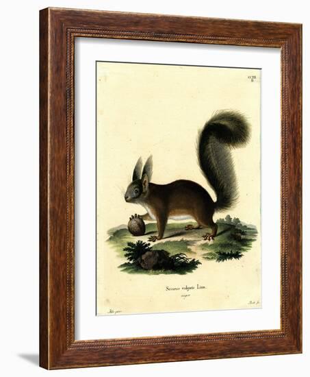 Eurasian Red Squirrel-null-Framed Giclee Print