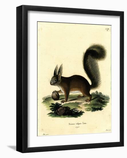 Eurasian Red Squirrel-null-Framed Giclee Print