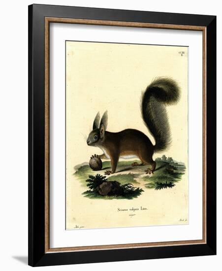 Eurasian Red Squirrel-null-Framed Giclee Print