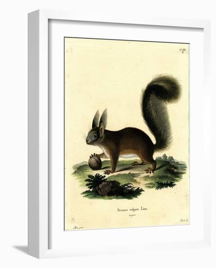 Eurasian Red Squirrel-null-Framed Giclee Print