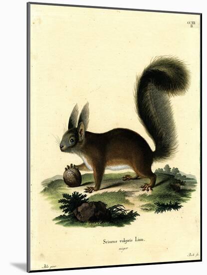 Eurasian Red Squirrel-null-Mounted Giclee Print