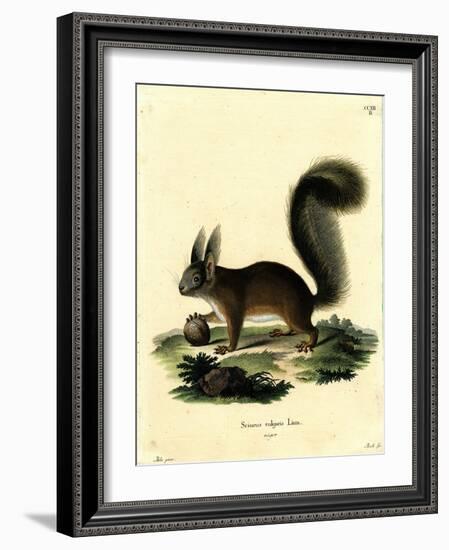 Eurasian Red Squirrel-null-Framed Giclee Print