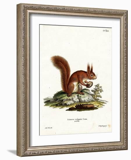 Eurasian Red Squirrel-null-Framed Giclee Print