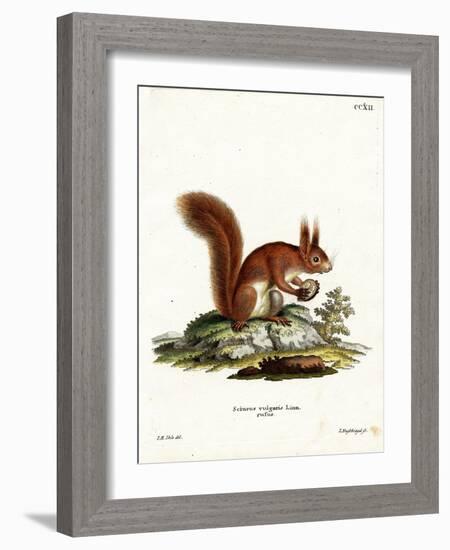 Eurasian Red Squirrel-null-Framed Giclee Print