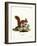 Eurasian Red Squirrel-null-Framed Giclee Print