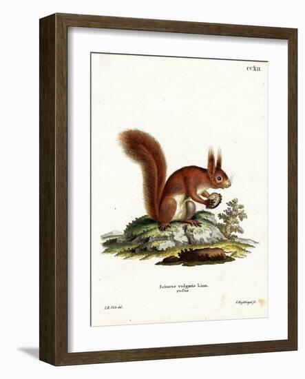 Eurasian Red Squirrel-null-Framed Giclee Print