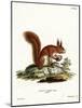 Eurasian Red Squirrel-null-Mounted Giclee Print