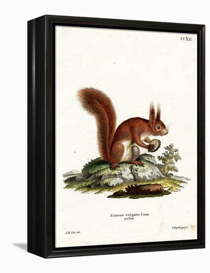 Eurasian Red Squirrel-null-Framed Premier Image Canvas