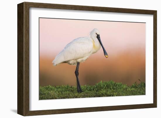 Eurasian Spoonbill - Left-Staffan Widstrand-Framed Giclee Print