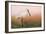 Eurasian Spoonbill - Left-Staffan Widstrand-Framed Giclee Print