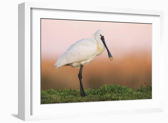 Eurasian Spoonbill - Left-Staffan Widstrand-Framed Giclee Print