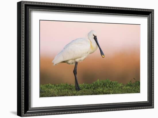 Eurasian Spoonbill - Left-Staffan Widstrand-Framed Giclee Print