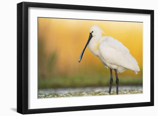 Eurasian Spoonbill - Right-Staffan Widstrand-Framed Giclee Print