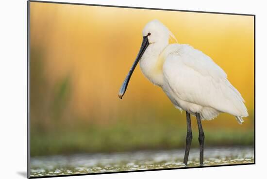 Eurasian Spoonbill - Right-Staffan Widstrand-Mounted Giclee Print