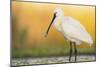 Eurasian Spoonbill - Right-Staffan Widstrand-Mounted Giclee Print