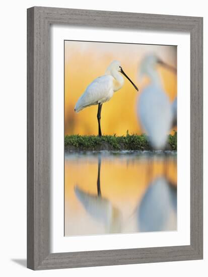 Eurasian Spoonbill - Solo-Staffan Widstrand-Framed Giclee Print