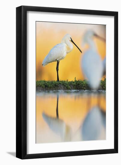 Eurasian Spoonbill - Solo-Staffan Widstrand-Framed Giclee Print